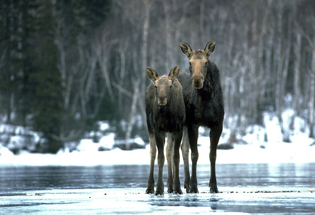 ** FILE ** Moose are shown on Isle Royale, Mich., in this 2001, file photo. (AP Photo/Michigan Tech University, Rolf Peterson, file)